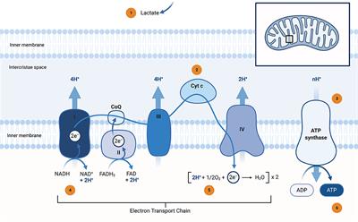 Targeting Mitochondrial Impairment in Parkinson's Disease: Challenges and Opportunities